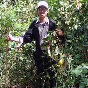 Discovered plants that cure cancer