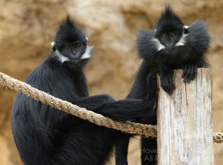 Discovered rare and precious gibbon in Vietnam