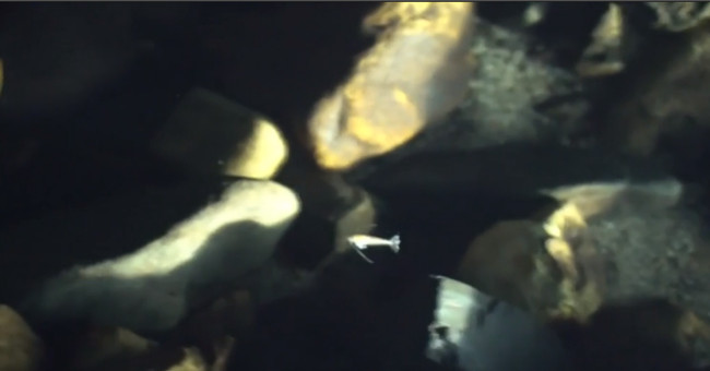 Discovered rare blind fish in Chinese caves