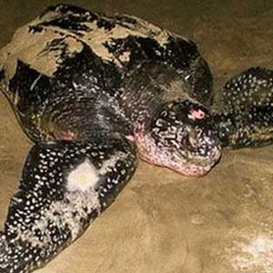 Discovered rare turtles in Indonesia
