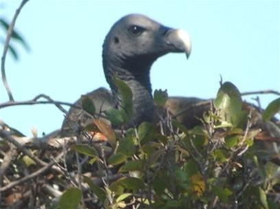 Discovered rare vultures in Cambodia