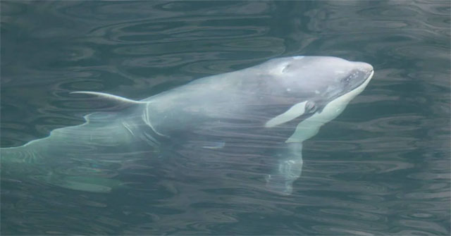 Discovered rare white killer whales