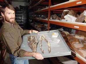 Discovered reptilian skull 70 million years