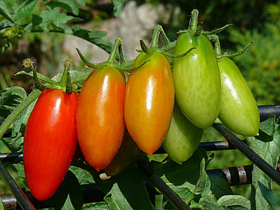 Discovered ripe fruit thanks to microwave scanning system