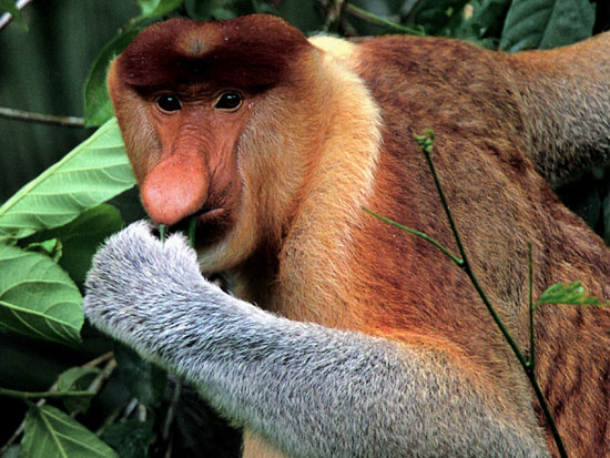 Discovered 'ruminant' monkeys are like cows