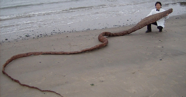 Discovered 'sea monster' body in Japan