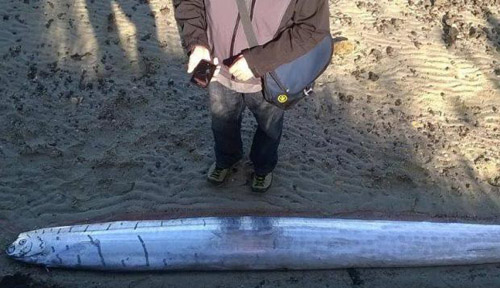 Discovered 'sea monster' in New Zealand