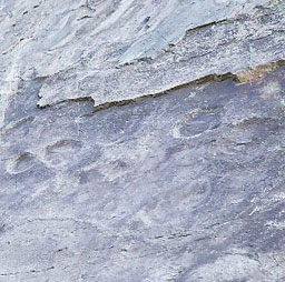 Discovered several hundred dinosaur footprints in Beijing