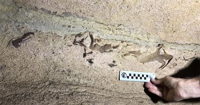 Discovered shark head 330 million years in caves in the United States