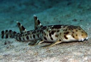 Discovered shark species 'cows'