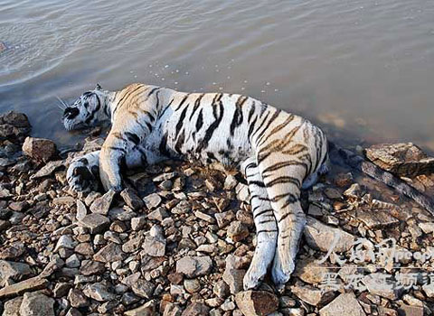 Discovered Siberian tiger in China