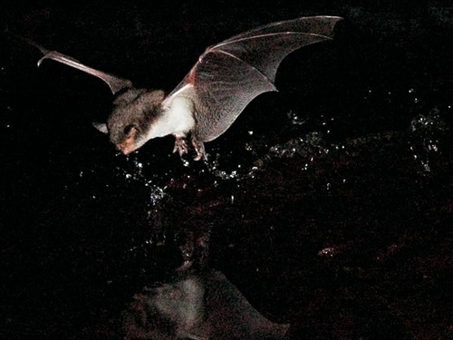 Discovered species of bat that catch fish
