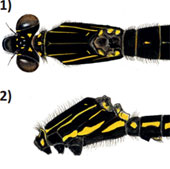 Discovered species of