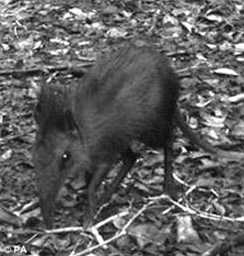 Discovered strange elephant shrews in Kenya