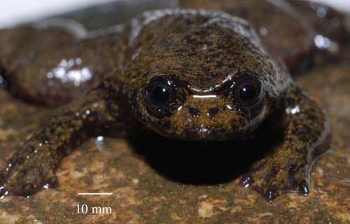 Discovered strange frogs without lungs