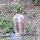 Discovered strange pink elephant in Thailand