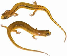 Discovered strange salamanders in America