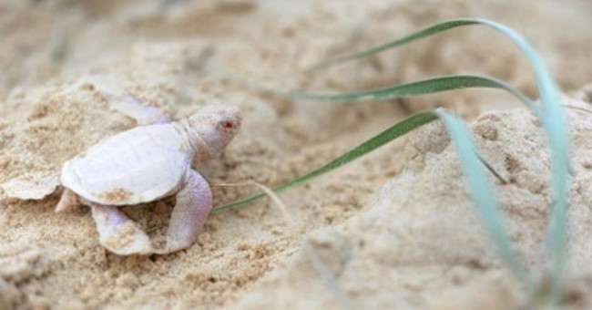 Discovered that the albino turtle is extremely rare