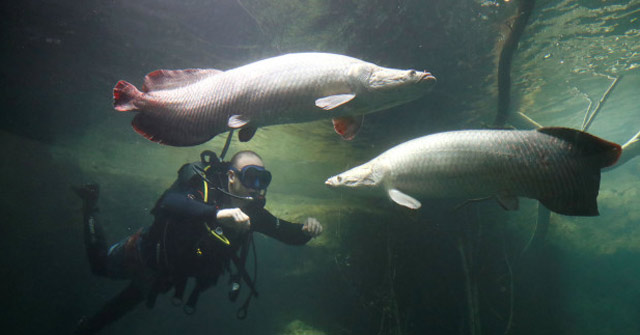 Discovered that the Amazon fish have scales that can resist Piranha's predatory teeth