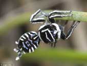 Discovered that two species of spiders know 'good dancing, nice dress'