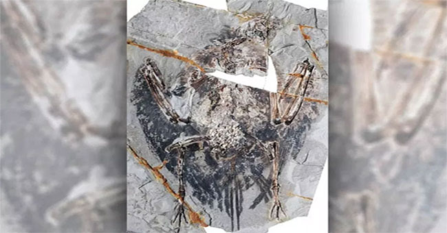Discovered the ancient bird lung intact after 120 million years
