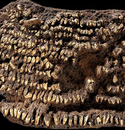 Discovered the ancient wallet made of dog teeth