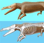 Discovered the ancient whale fossils in the Peruvian desert