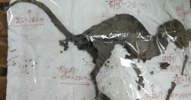 Discovered the body of the creature of today resembling dinosaurs 65 million years ago