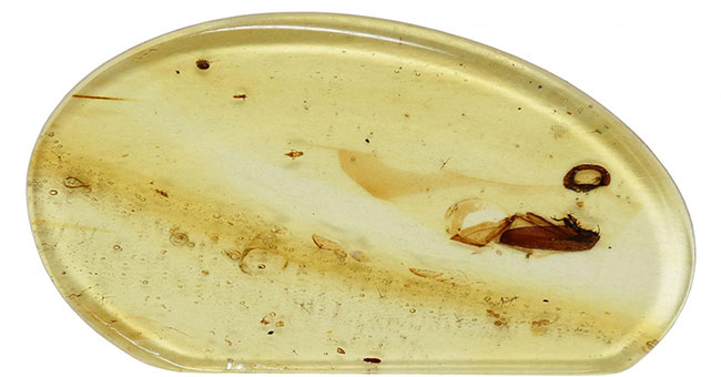 Discovered the dead body stuck in amber 99 million years