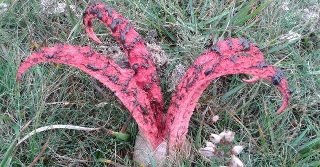 Discovered the 'eggs' of aliens in rural England