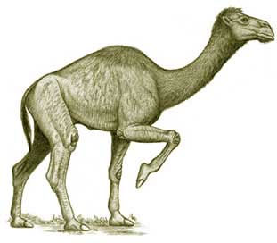 Discovered the extinct camel with a crocodile-like snout
