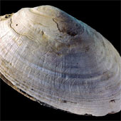 Discovered the first artwork of prehistoric people