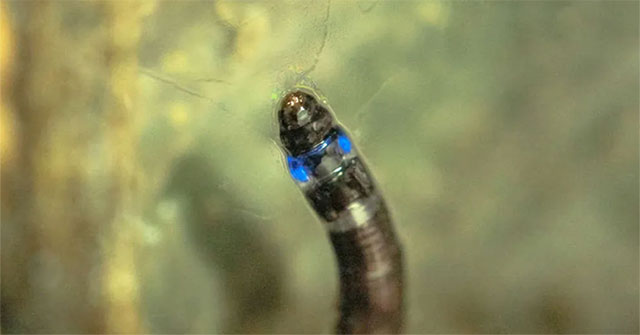 Discovered the first living creature to glow blue in South America