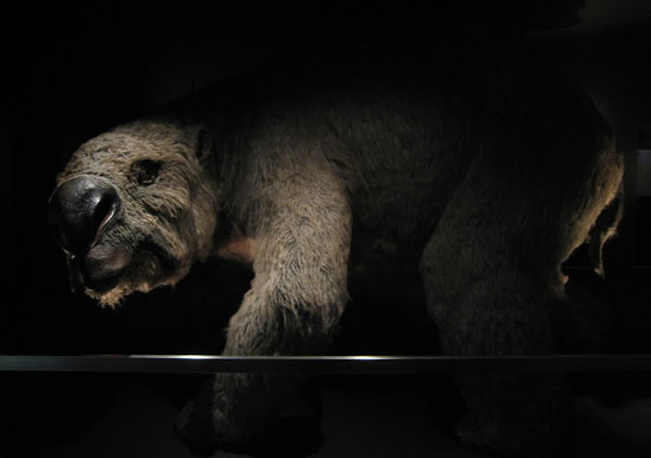 Discovered the graveyard of the extinct koalas