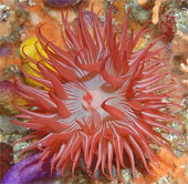 Discovered the new animal set that was mistaken for an anemone