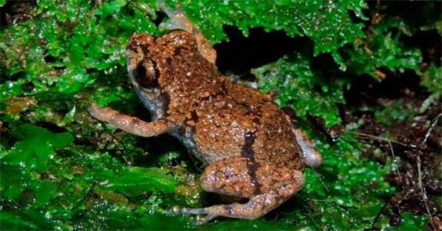 Discovered the new 'tiny' frog species Diasporus in Costa Rica