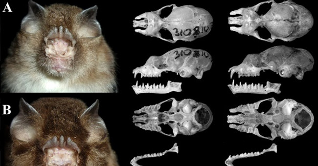 Discovered the Northeastern three-headed bat species