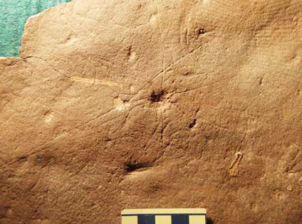 Discovered the oldest vertebrate creature