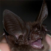 Discovered the rare and extinct bat species