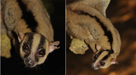 Discovered the species of Y-shaped lemur