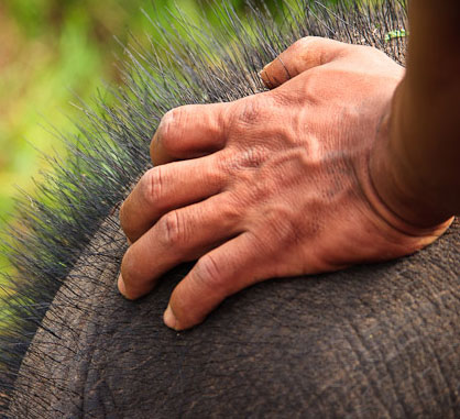 Discovered the strange use of elephant hair