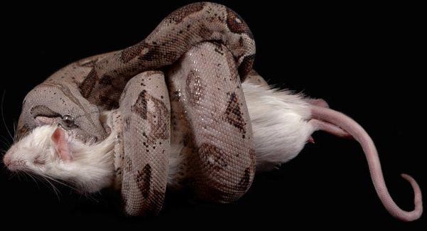 Discovered the true deadly weapon of python South America