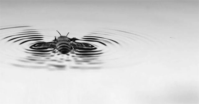 Discovered the unique ability of bees to save themselves from drowning
