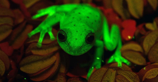 Discovered the world's first fluorescent frog species