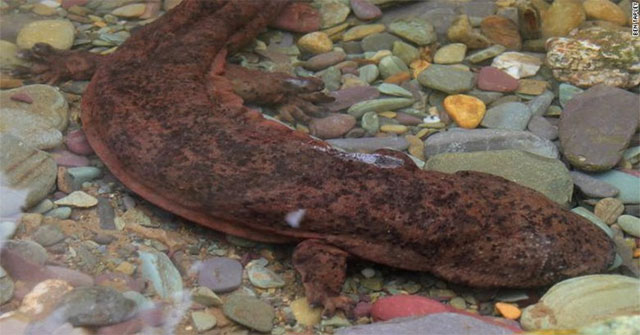 Discovered the world's largest amphibian
