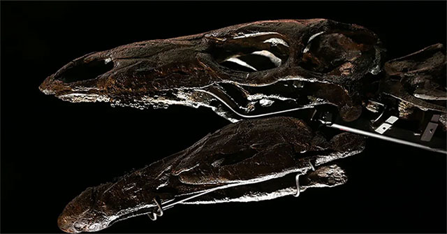 Discovered the world's oldest fossil dinosaur fins