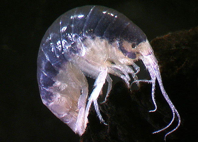 Discovered three new species in New Zealand cave