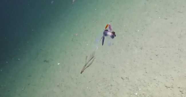 Discovered transparent squid like glass