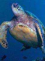 Discovered turtles from the period of dinosaurs