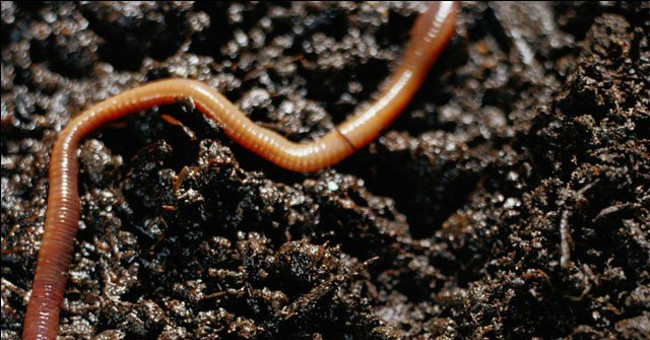 Discovered two new earthworms in Kerala